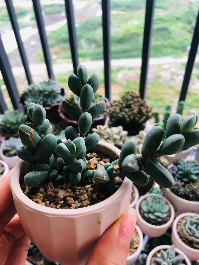 观赏蟹可以深水养吗，可以深水养的淡水观赏蟹（要肥嘟嘟才好看的多肉）