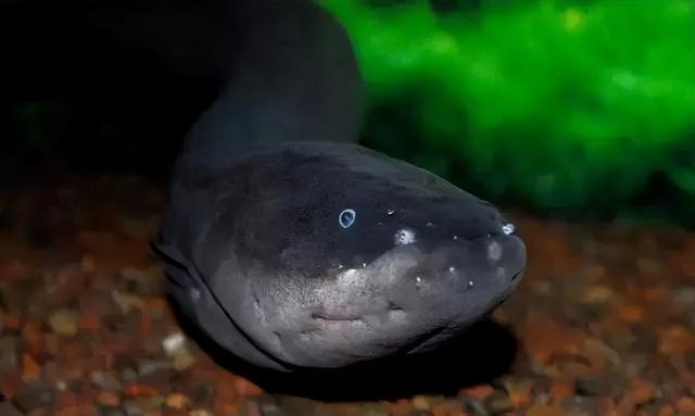 电鳗为什么会放电，电鳗为什么会放电百科（放电瞬间电压高达800伏特）