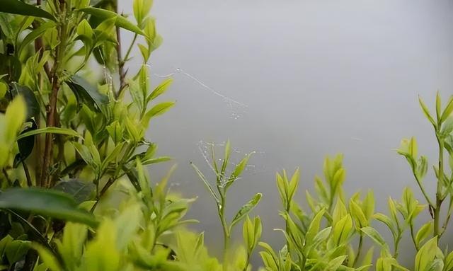 兴宁单枞属于什么茶，兴宁单枞属于什么茶种类（蜜韵与山韵甘冽清晖之感）