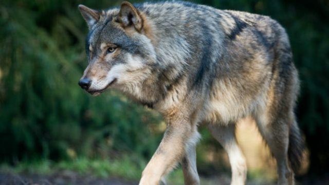 地球上最凶猛的动物，世界上最凶猛的动物的排名是什么（一个手持铁棍的男子）