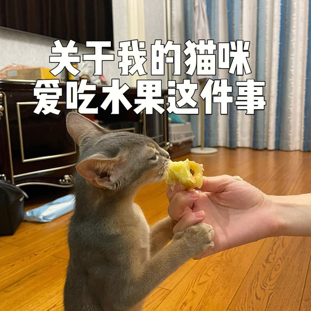 猫最喜欢吃什么，猫最爱吃的10种食物（猫咪可以吃的食物）