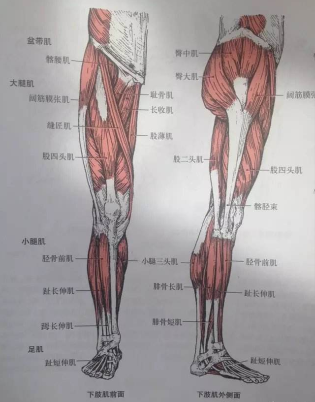 彭于晏一周健身计划，如何在家里用一副哑铃