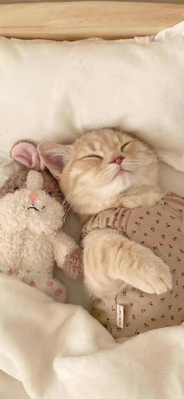 小猫可爱图片，小猫可爱图片 呆萌（猫咪壁纸‖好可爱呀）