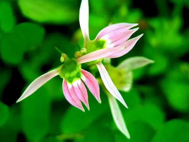 庭院喜阳植物，不同光照民宿花园或农场庭院内30种喜阴、喜阳植物