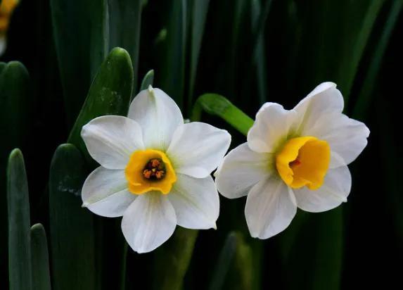 看望病人买什么鲜花，适合送病人的鲜花有哪几种（哪些花代表健康、平安、幸福）