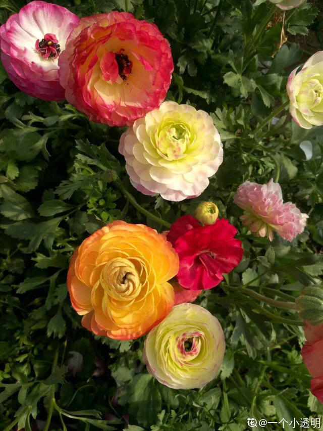 花毛茛如何种植，花毛茛怎么种（比月季还好看、好养）