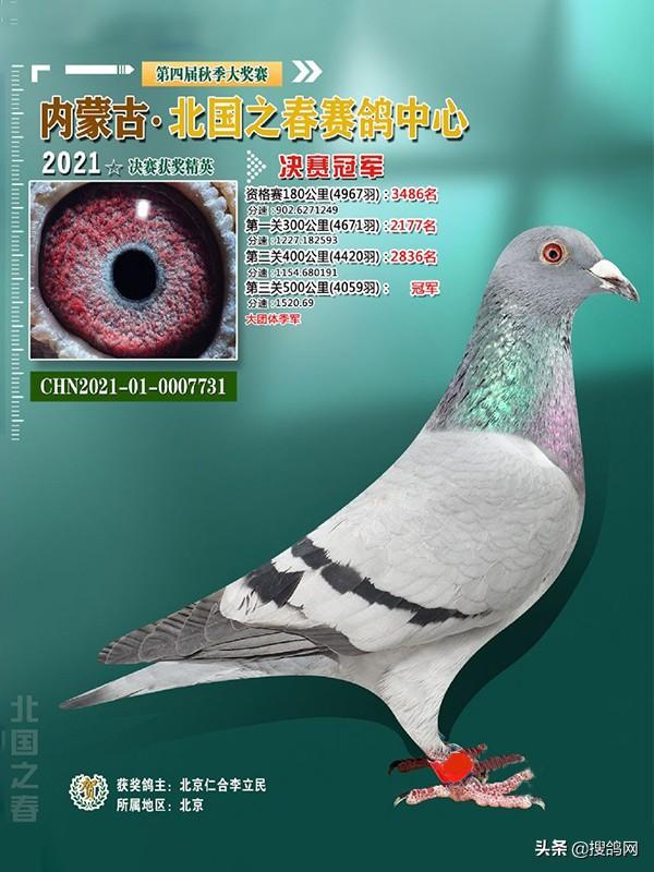 中国信鸽信息网全国各地赛鸽公棚，中华信鸽信息网各地公棚信鸽信息网（十大公棚冠军鸽有何共通之处）