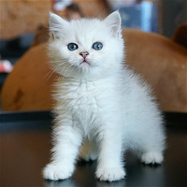 英短蓝白猫五个月特征，繁育圈里面的英短有哪几种