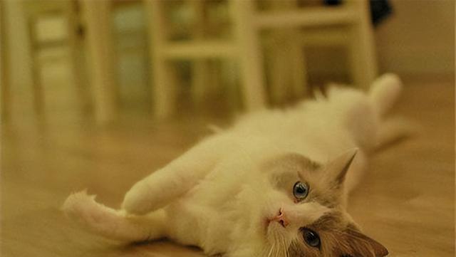 黄油猫悖论是什么东西，猫与黄油理论是什么（它只是一个假知识性的名称）