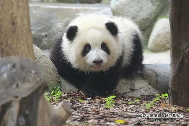 ​游客认错花花，就是那个三角形饭团~