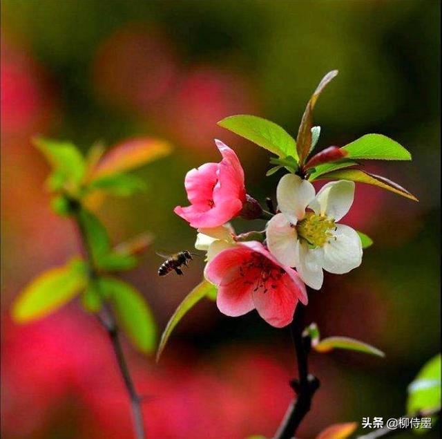 马路拍照技巧，马路拍照技巧视频（花朵不要“胡乱拍”）