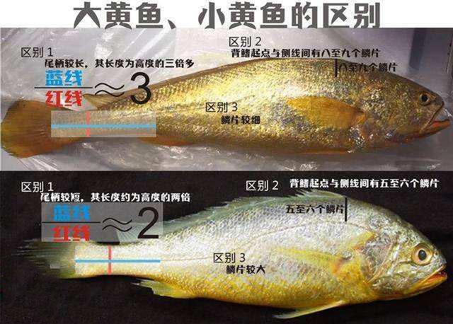 大黄鱼（大黄鱼图片，7.1斤大黄鱼4.2万（大小黄鱼图片）