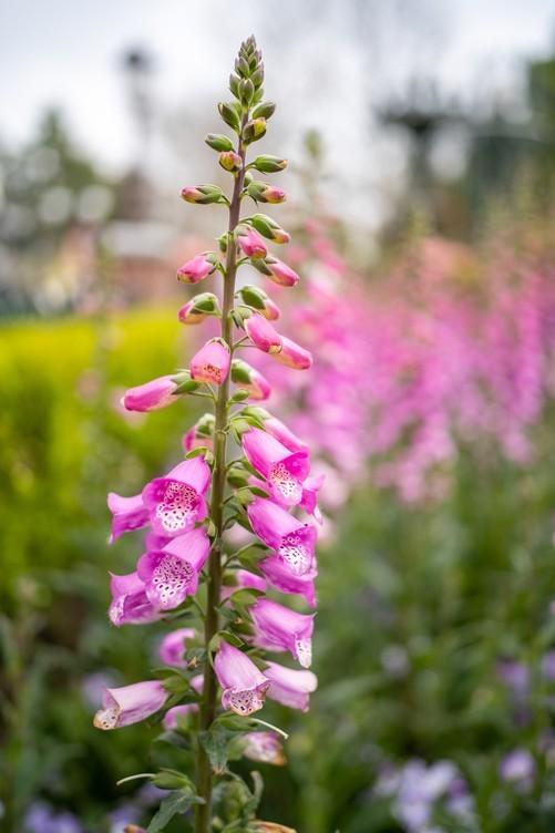 yn是什么牌子，1799元国产全画幅自动对焦镜头