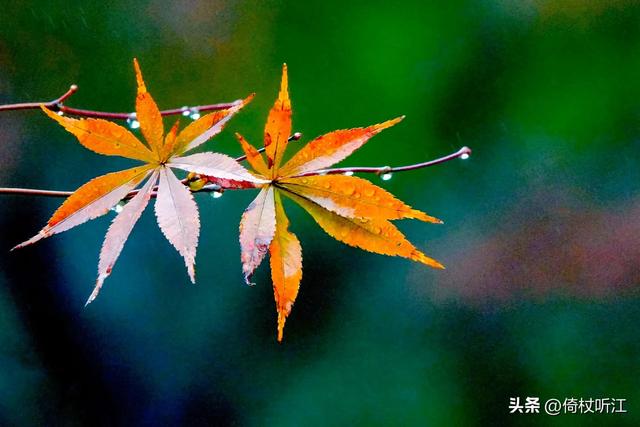 无奈梧桐兼细雨美文，梧桐更兼细雨作文600字（散文，一雨知秋深）