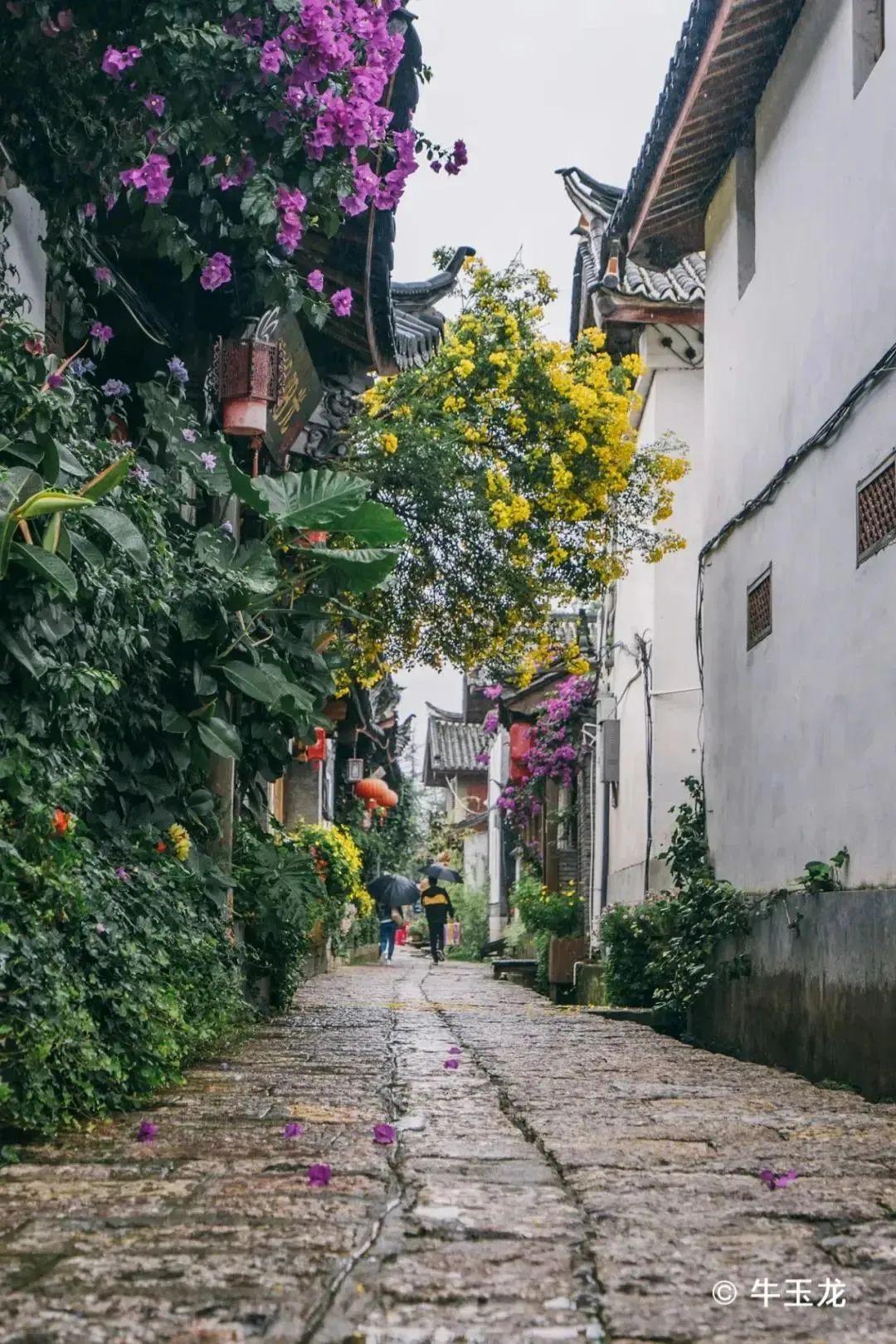 去丽江的理由(为什么要来丽江过夏天) - 生活常识 - 郯城号