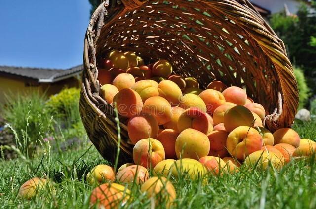 带杏字的四字词语如杏林春满，杏什么什么四字词语（曾经是北方主要水果之一）