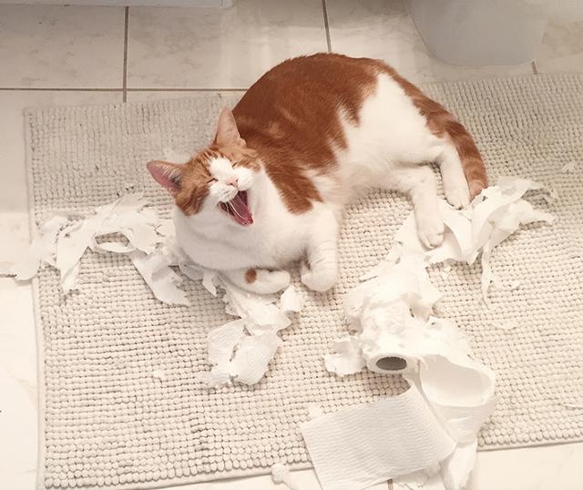 养猫的猫对人有什么好处，养猫的10个好处