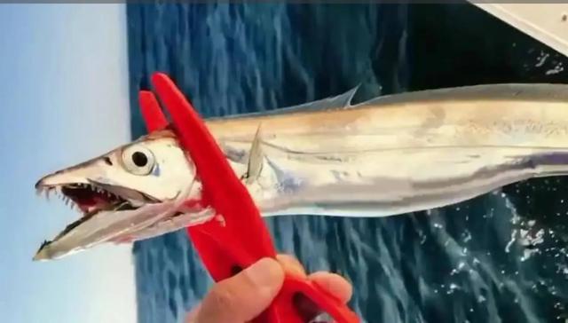 为什么菜市场上没有活的带鱼，为什么市场上的带鱼没有活的（为什么市场上不卖活带鱼）