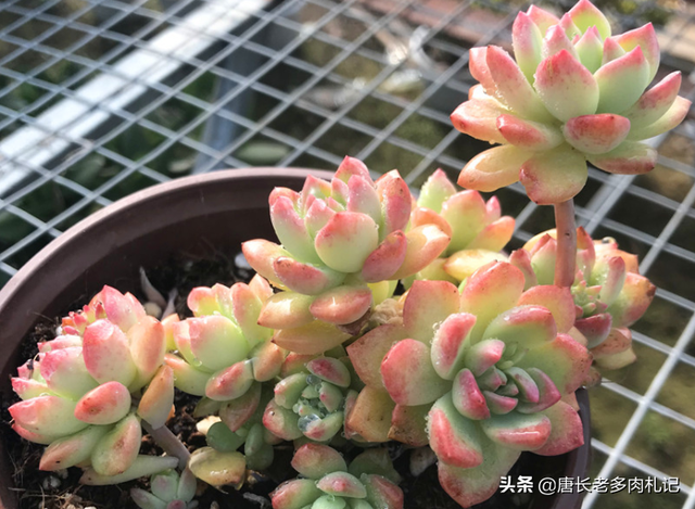 女雏多肉植物怎么养，女雏和马库斯——乱扔也能活vs超容易养成捧花的多肉