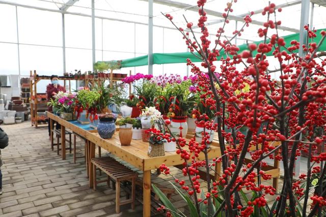 澳洲杉,新年的仪式感从逛花市开始(澳洲杉怎么修剪) 澳洲杉,新年的仪式感从逛花市开始(澳洲杉怎么修剪)