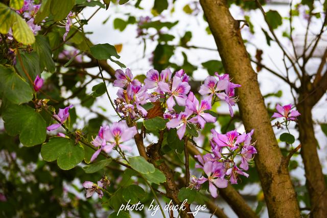 广州的别称，广州的别称穗怎么读（广州闹市区内的清静古观藏“岭南第一楼”）