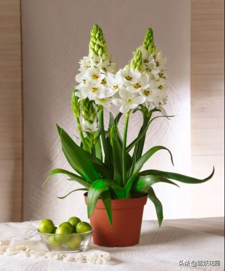 圣心百合的养殖方法和技巧，高端切花素材圣心百合