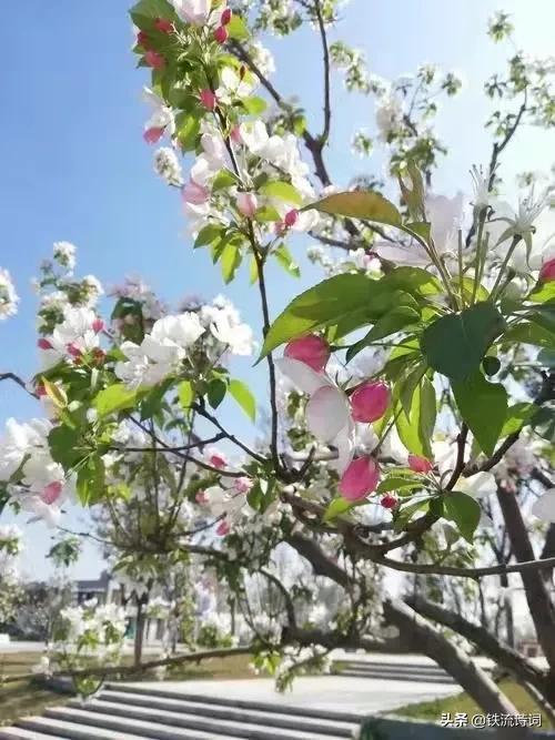 四月天的诗句有哪些，有关四月天的诗句（人间最美四月天.阳春三月飘雪花）