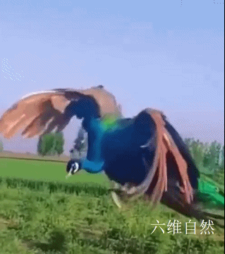 孔雀会飞吗，孔雀会飞吗是鸟类的吗（​印度一只孔雀跌下18米的深井）