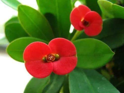 虎刺梅怎么养殖，虎刺梅怎么养才能更旺盛（虎刺梅）