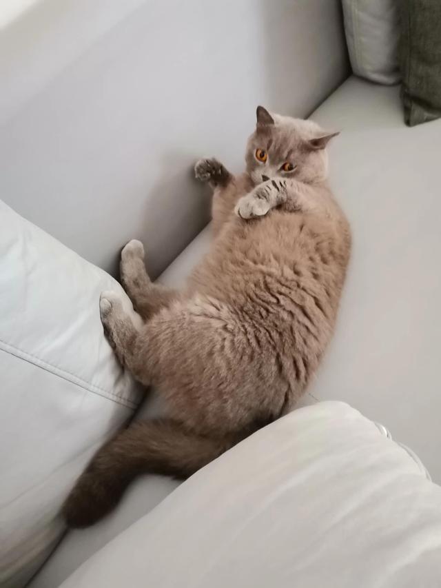 小灰灰可爱图片，好可爱的小灰灰，微信头像（我的动物朋友一一小灰灰）