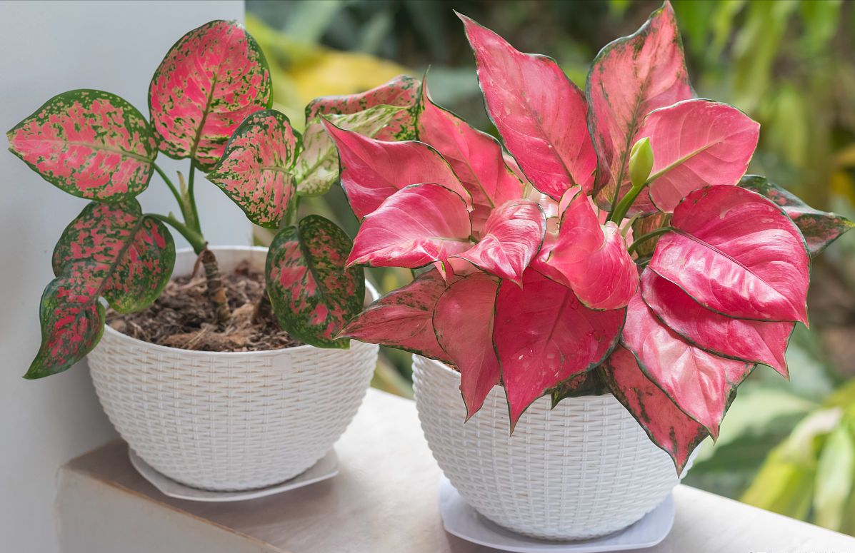 象征高贵的花，清冷而高贵的花（养在家里气质不凡）