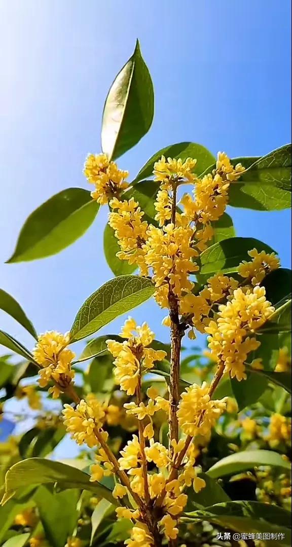 适合发心情的图片   赏图愉快哦:），关于发心情的图片（鲜艳欲滴的花朵）