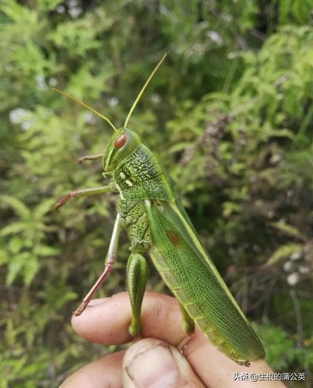 蚂蚱几条腿，蚂蚱几条腿打三个数字（这几种蚂蚱，小时候你抓过几种）