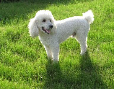 黑色贵宾犬图片，黑色贵宾犬价格（“贵宾犬”毛色大盘点）