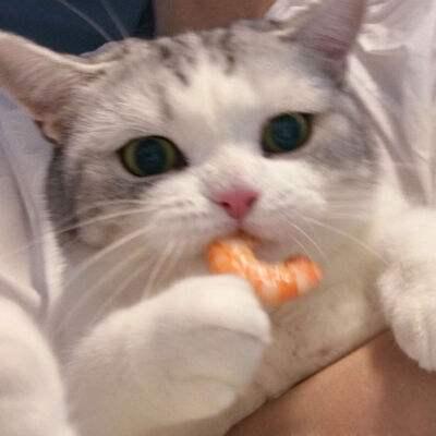 猫喜欢吃什么蔬菜，小猫喜欢吃什么蔬菜（简直就是“人间美味”）