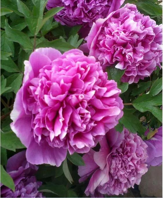 牡丹有哪些品种，牡丹有哪些品种(要名称)（精美绝伦的牡丹花十大品种图片欣赏）