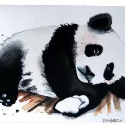 大熊猫的寿命，对于熊猫，你真的了解它吗
