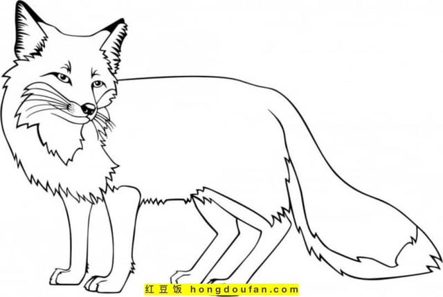 可爱的狐狸,可爱的狐狸头像动漫(8张萌萌哒可爱小狐狸卡通儿童简笔画图片) 可爱的狐狸,可爱的狐狸头像动漫(8张萌萌哒可爱小狐狸卡通儿童简笔画图片)