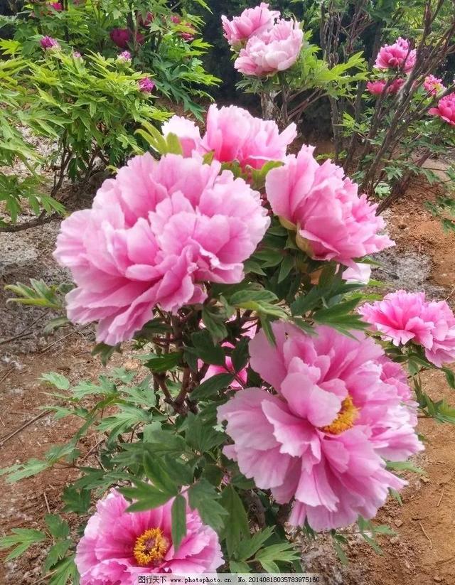 牡丹花的寓意和花语，牡丹花的花语和寓意是什么（牡丹花寓意、花语）