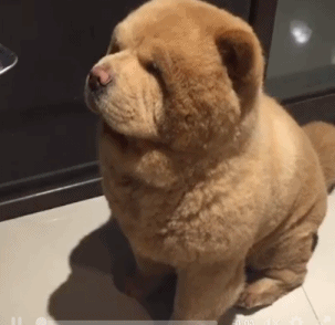 松狮犬的优缺点，松狮犬图片多少钱一只