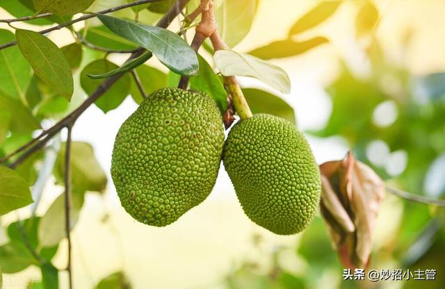 种菠萝蜜生活小妙招，把整个菠萝蜜埋花盆里