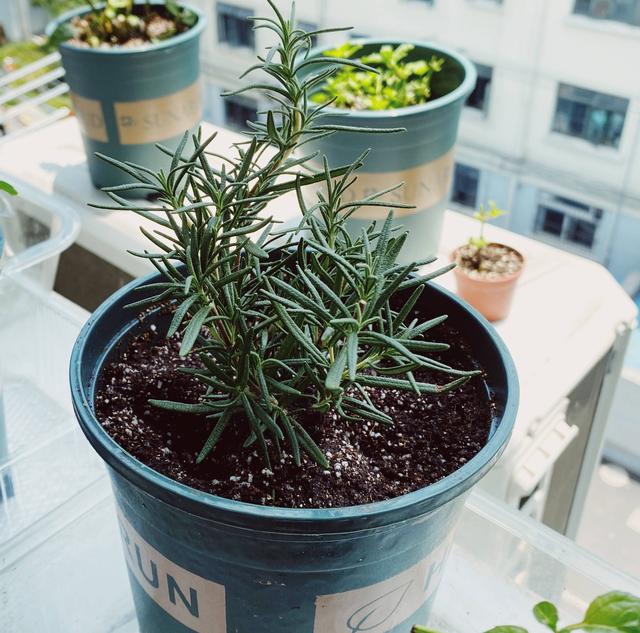 迷迭香的养殖方法和注意事项，迷迭香养殖方法与技巧（能长成小树）