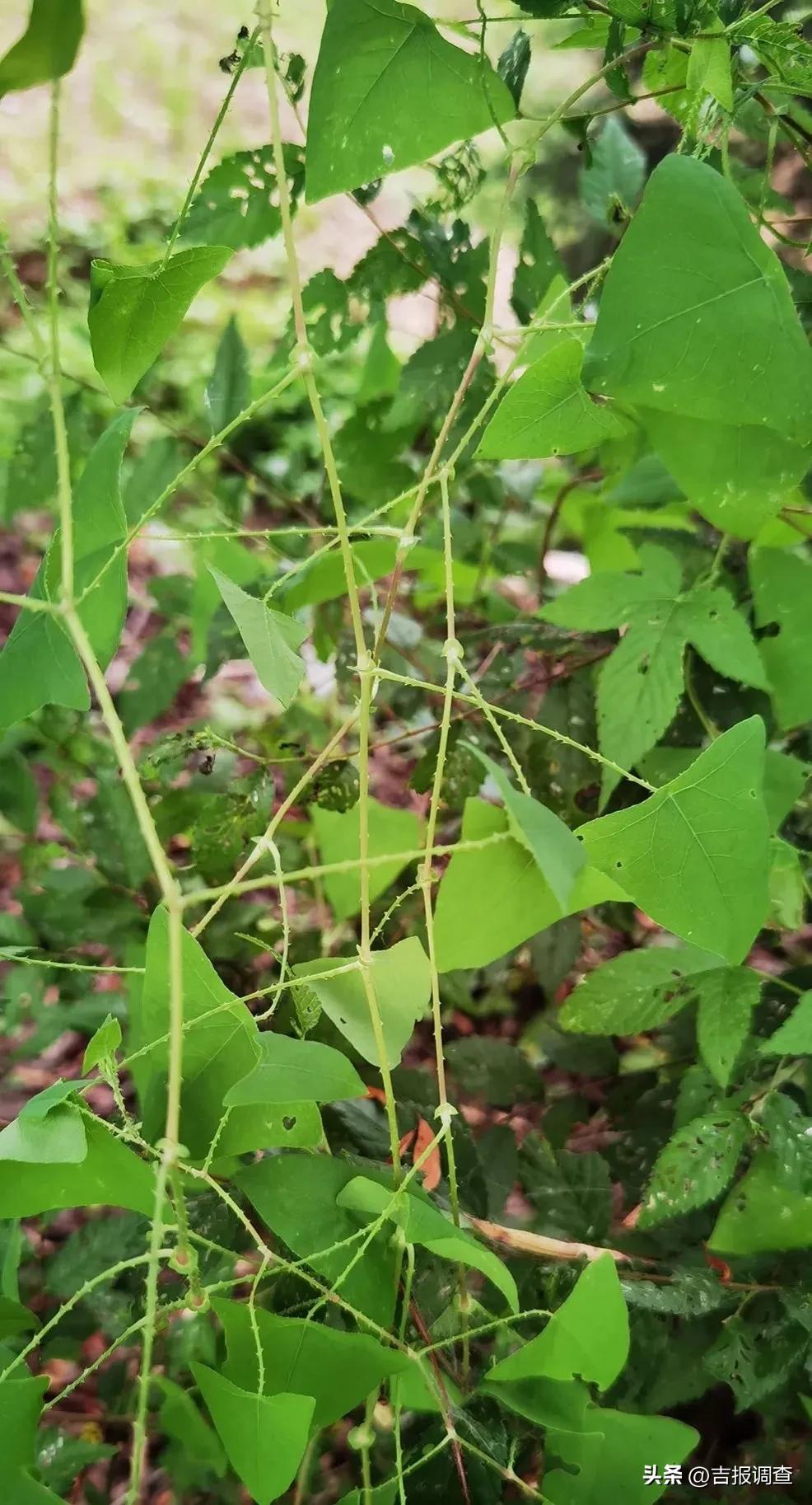 草中"十二属"你认识哪些-生肖-荣耀易学