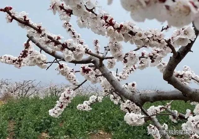 各种花的花语及寓意花语，各种花的花语和象征（你知道这些花的花语吗）