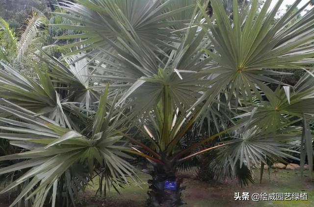 怎么养佛花千瓣金莲，千叶佛莲花怎么养（最有佛性的“五树六花”这些禅意绿植放在家里好养又增光）