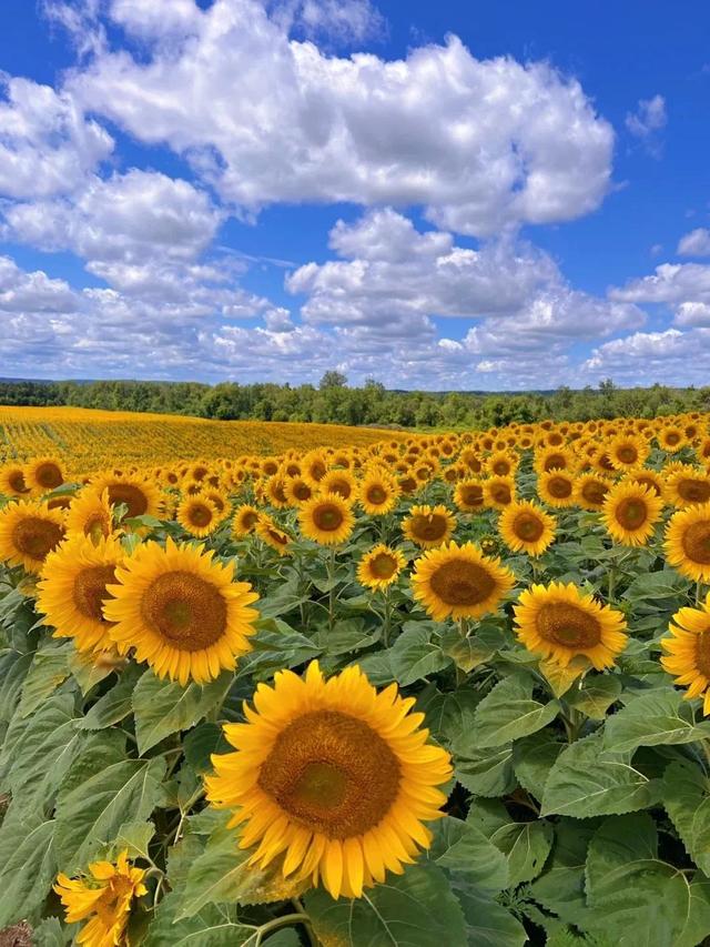 动漫海边（向日葵）少女，微信头像，动漫海边（向日葵）少女（听说每个喜欢向日葵的女孩）