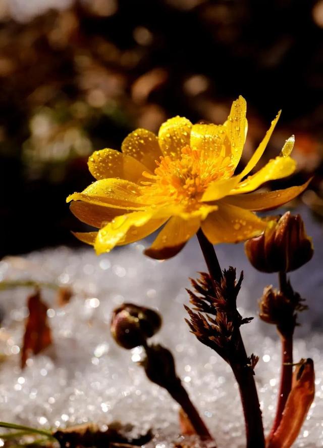 十一月开什么花，十一月什么花开（快来看看你家有没有）