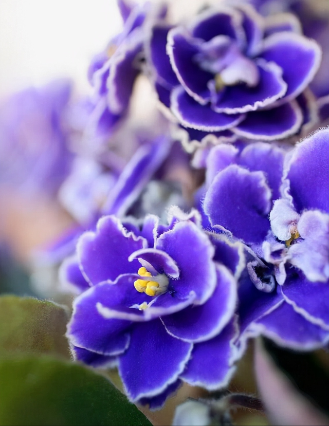 花，花好月圆人长久（72种鲜花欣赏图片）