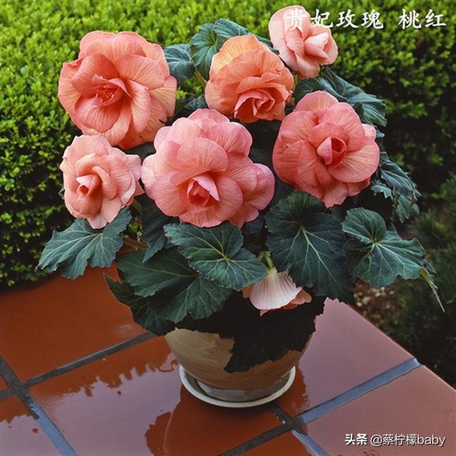 蕾丝边是什么意思，蕾丝边浪漫百分百蕾丝边是什么意思（蕾丝边的海棠花你见过吗）
