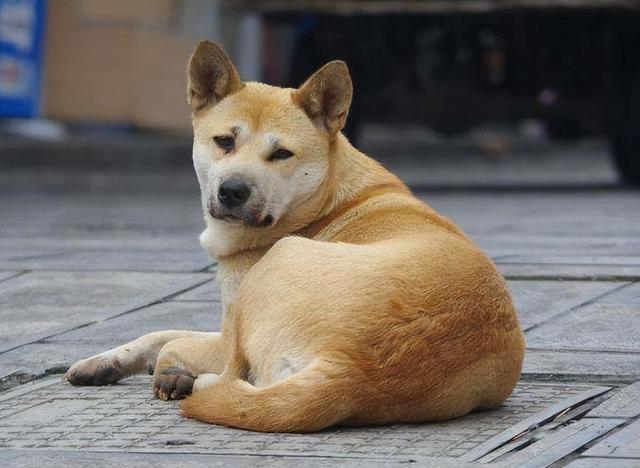 养狗最好养什么狗，什么狗最好养又听话萌宠指南（养狗“首选”这8种狗）